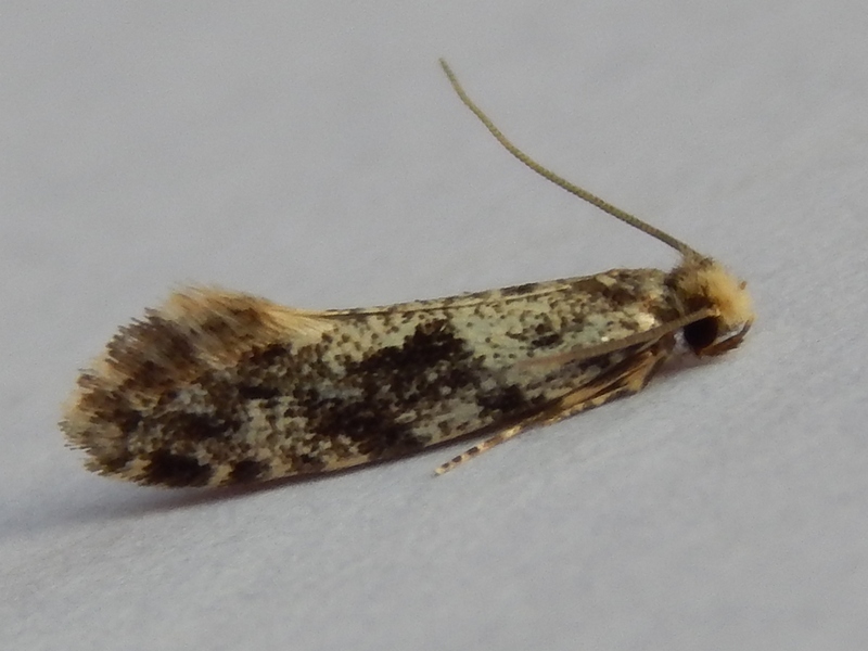 Tineidae: Nemapogon granella (cfr.)